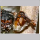 Myopa cf tesselatipennis - Fruehe Buckelblasenkopffliege 04 6mm.jpg